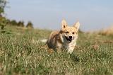 CORGI PEMBROKE 134